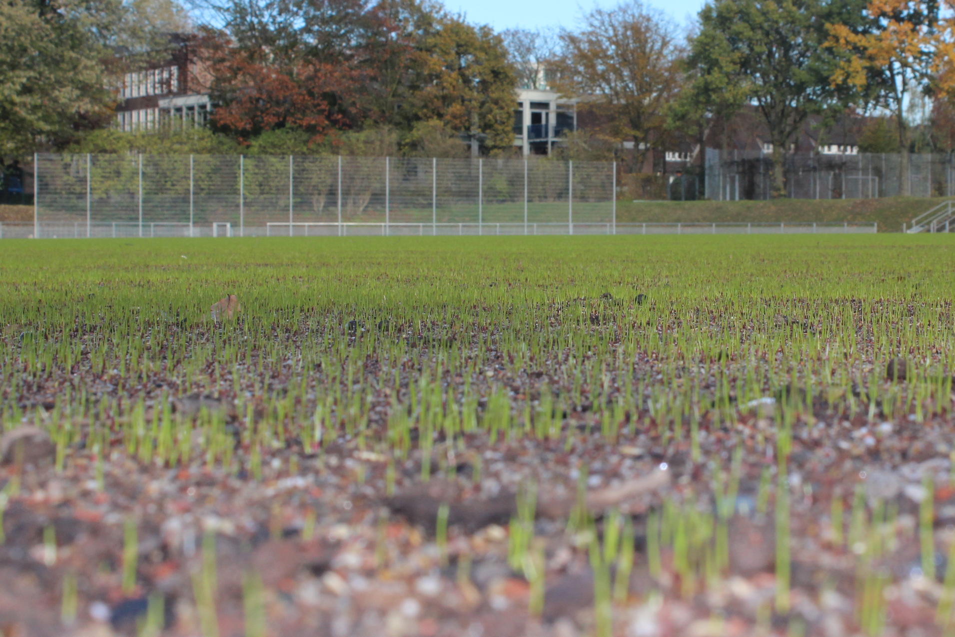 Gr&uuml;nende Rasenfl&auml;che mit frischen Setzlingen, dahinter B&auml;ume und ein Sportplatz, im Hintergrund ein Geb&auml;ude.