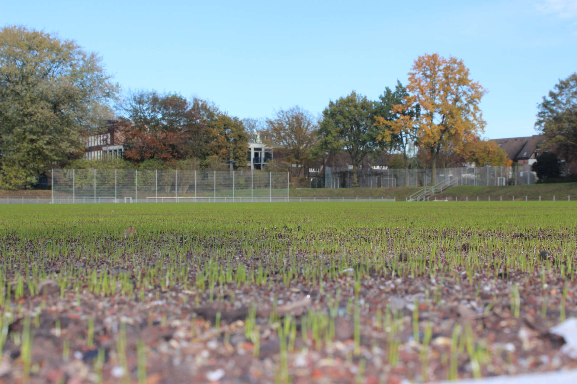 Gr&uuml;nende Rasenfl&auml;che mit frischen Setzlingen, dahinter B&auml;ume und ein Sportplatz, im Hintergrund ein Geb&auml;ude.